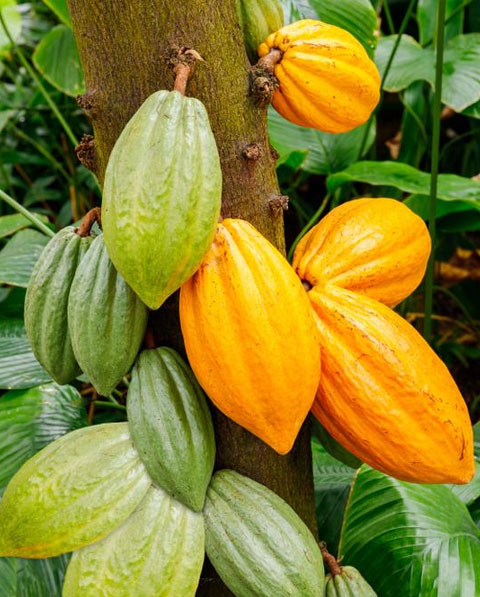 Plantation-Cacao-Biyan