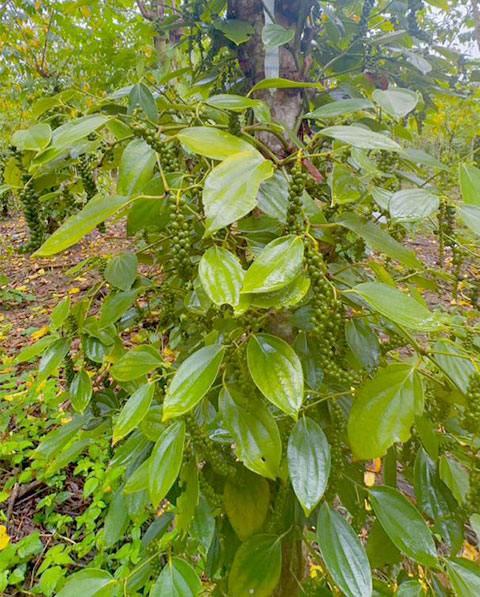 Plantation-Poivre-Biyan