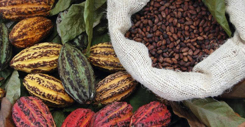 cacao-Cameroun